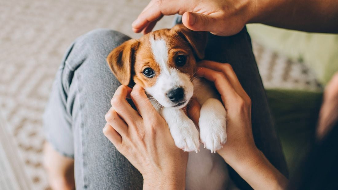 a small puppy in carer's lap