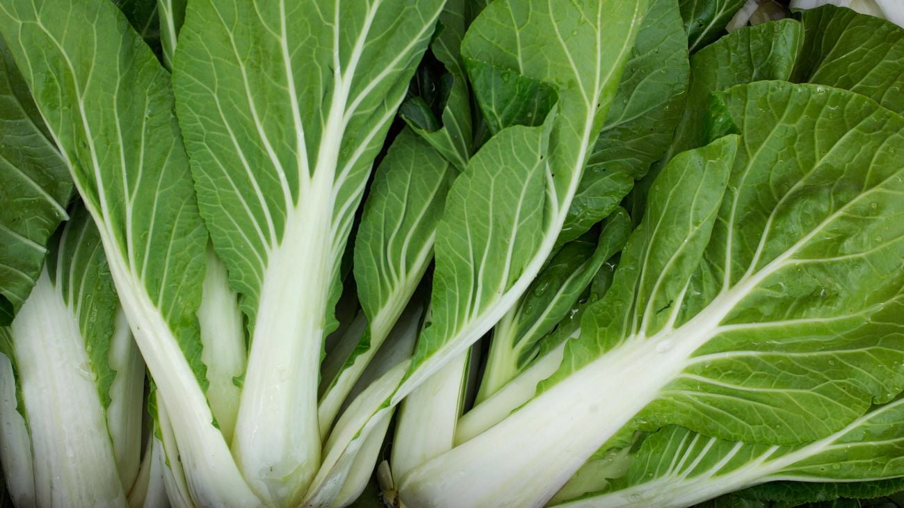 Close up of bok choy with white roots and stems and large green leaves, packed in a carton.