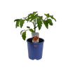 14cm Tomato Early Girl - Solanum lycopersicum - Simple Food for Life
