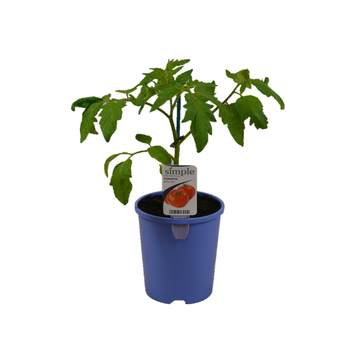 14cm Tomato Early Girl - Solanum lycopersicum - Simple Food for Life
