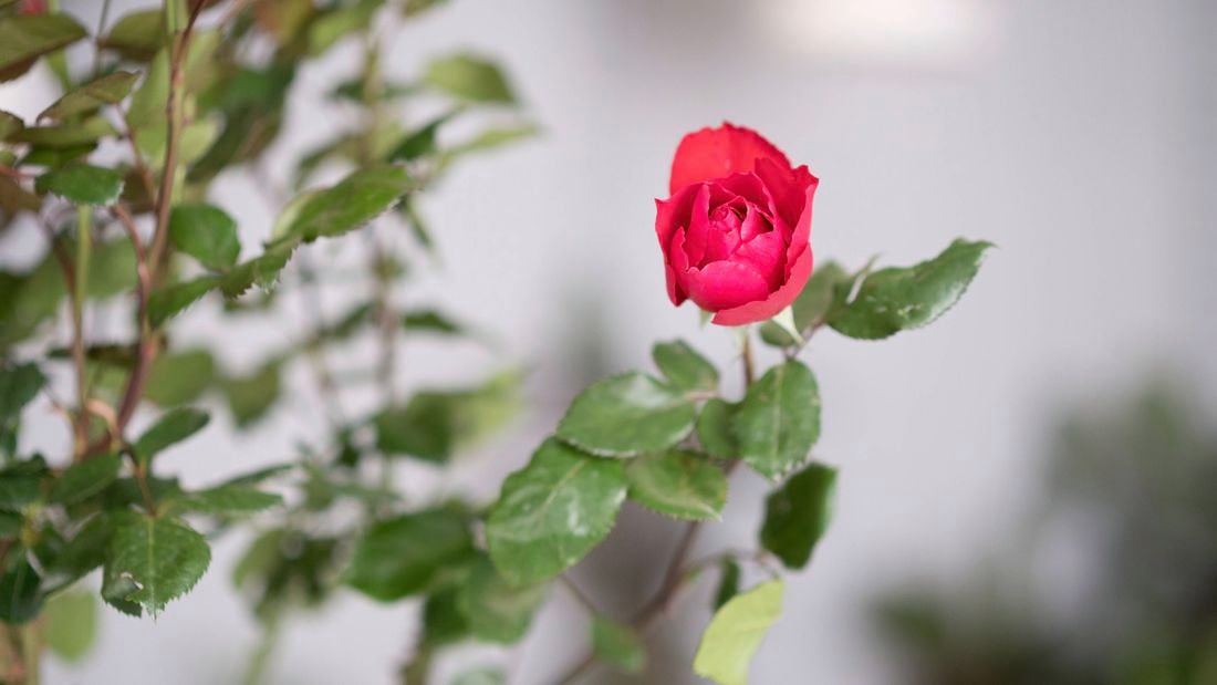 Single red rose in a plant.
