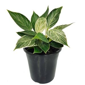 180mm Birkin - Philodendron erubescens