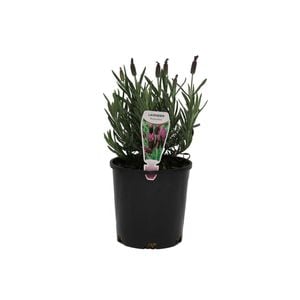 140mm Lavender Avonview