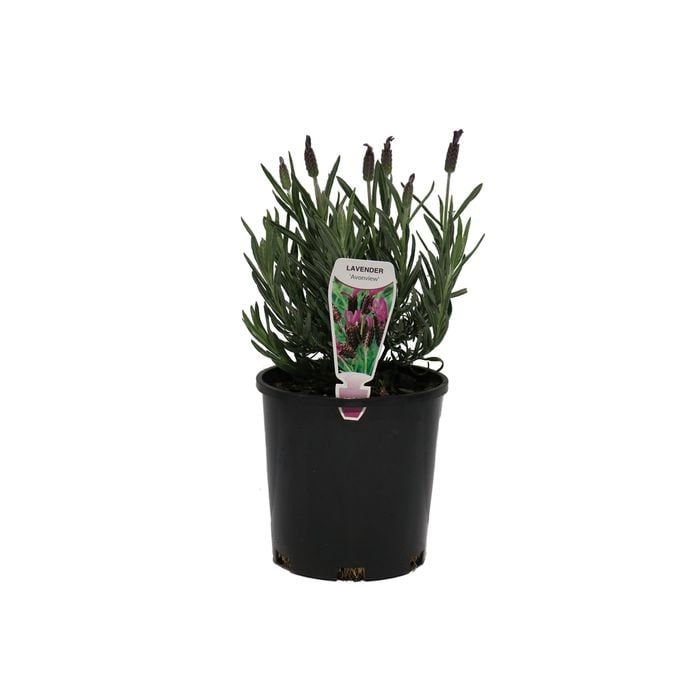 140mm Lavender Avonview