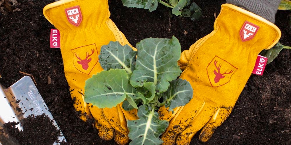 Planting in the veggie garden with the Comfort Gardener