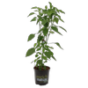 170mm Chilli Fire Flame Red - Capsicum anuum