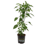 170mm Chilli Fire Flame Red - Capsicum anuum