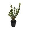 3.5L Griselinia Broadway Mint - Griselinia littoralis