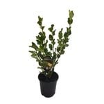 3.5L Griselinia Broadway Mint - Griselinia littoralis
