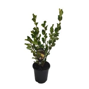 3.5L Griselinia Broadway Mint - Griselinia littoralis