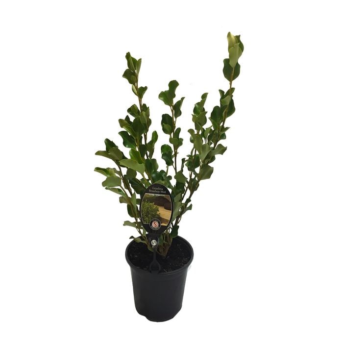 3.5L Griselinia Broadway Mint - Griselinia littoralis