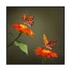 Artey | Butterfly Portrait VI - Framed Canvas - Black Frame - 64 x 64cm