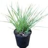 4.5L Lomandra Arctic Frost - Lomandra longifolia