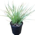 4.5L Lomandra Arctic Frost - Lomandra longifolia