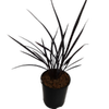 1.9L Dark Delight - Phormium