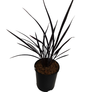 1.9L Dark Delight - Phormium