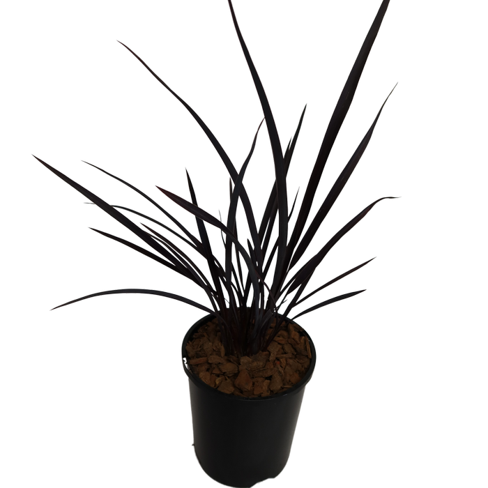 1.9L Dark Delight - Phormium