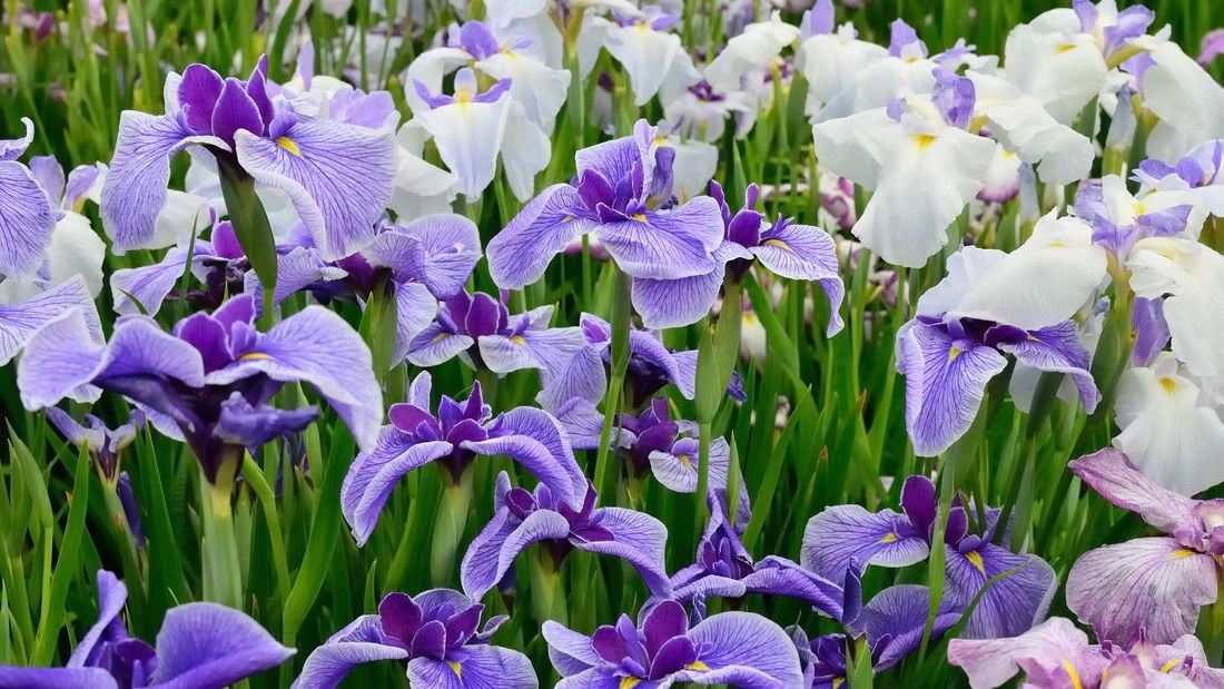 Purple iris flowers.