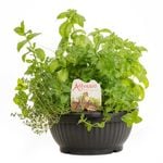 300mm Alfresco Herb Garden - Assorted Varieties