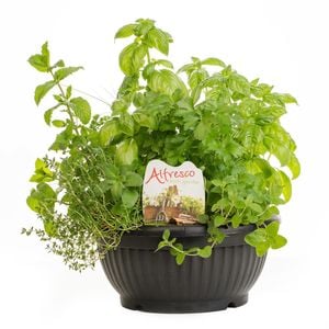 300mm Alfresco Herb Garden - Assorted Varieties