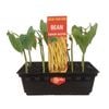 Butter Beans Punnet  - Grow Your Own Range