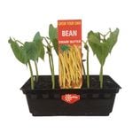 Butter Beans Punnet  - Grow Your Own Range