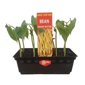 Butter Beans Punnet  - Grow Your Own Range