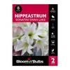 Bloomin Bulbs Hippeastrum Sonatini Swan Lake - 2 Pack