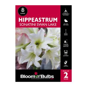 Bloomin Bulbs Hippeastrum Sonatini Swan Lake - 2 Pack