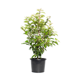 270mm Portugal Laurel - Prunus Iusitanica