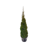 30L Emerald Cedar - Thuja occidentalis Smaragd