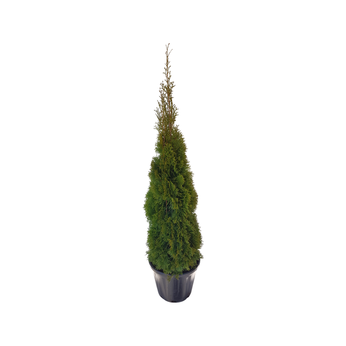 30L Emerald Cedar - Thuja occidentalis Smaragd