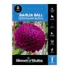Bloomin Bulbs Dahlia Downham Royal 1 Pack