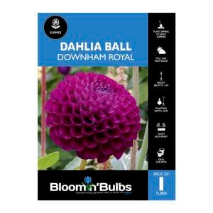 Bloomin Bulbs Dahlia Downham Royal 1 Pack