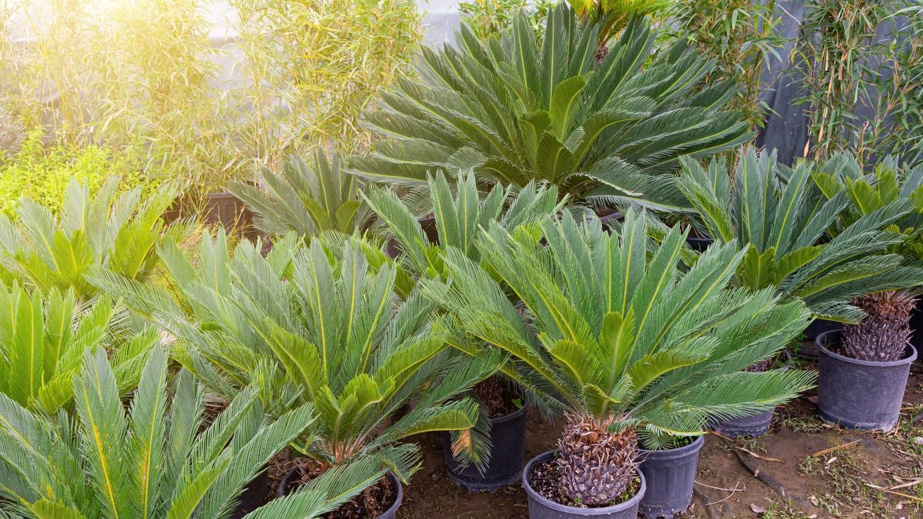 Sago cycad or cycas cairnsiana plant seedlings planted in separate pots for sale and sale, landscaping gardens