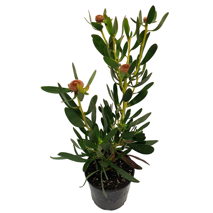 140mm Pink Bouquet - Isopogon cuneatus