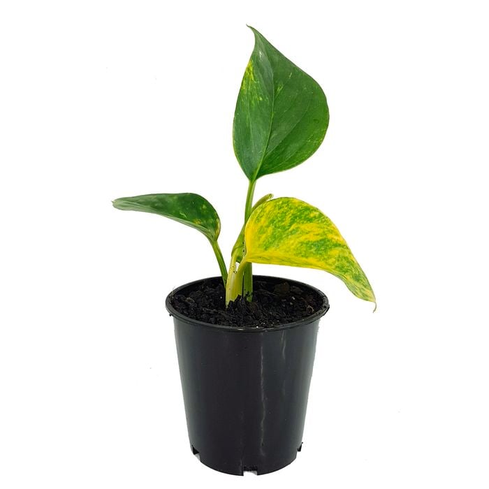 70mm Devils Ivy Pothos - Epipremnum Auruem