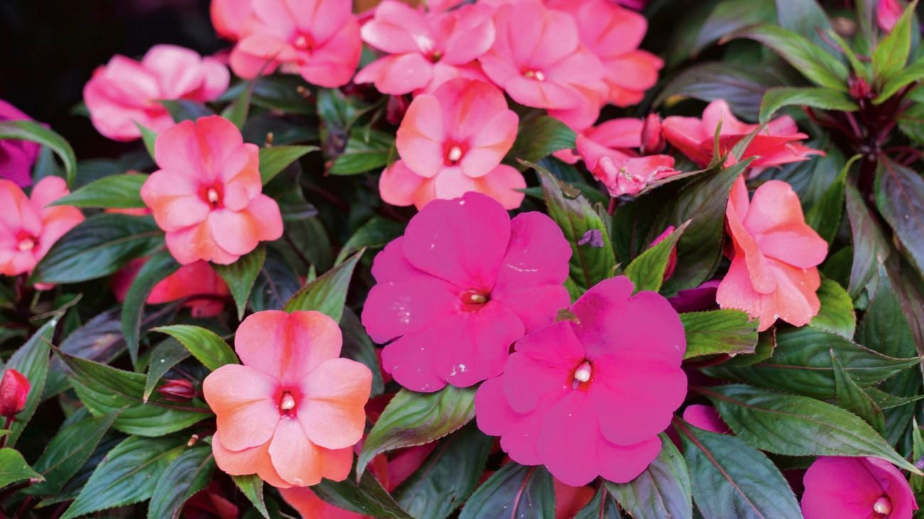 Impatiens