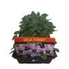 Punnet Pansy Blue Wing-Mega Flowering Range -