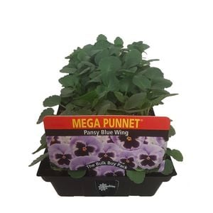 Punnet Pansy Blue Wing-Mega Flowering Range -