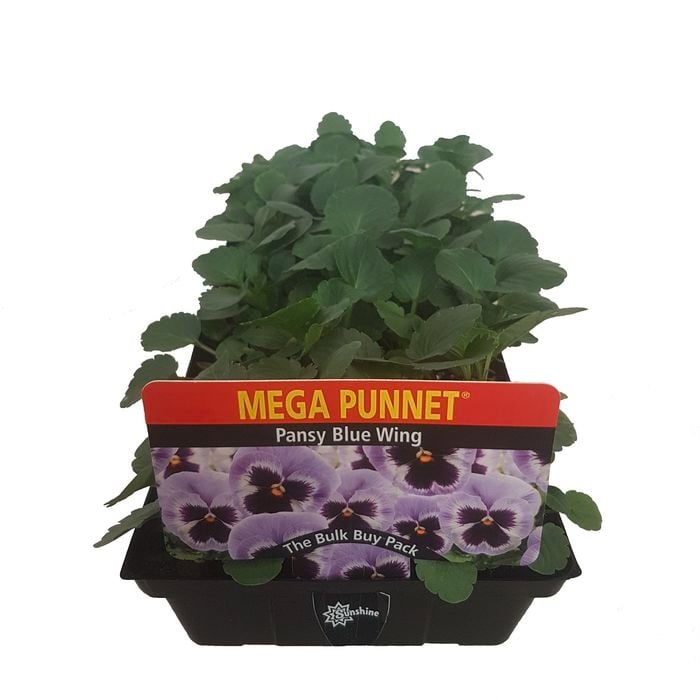Punnet Pansy Blue Wing-Mega Flowering Range -