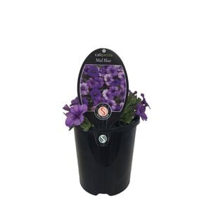 1.5L Calipetite Mid Blue - Calibrachoa hybrida