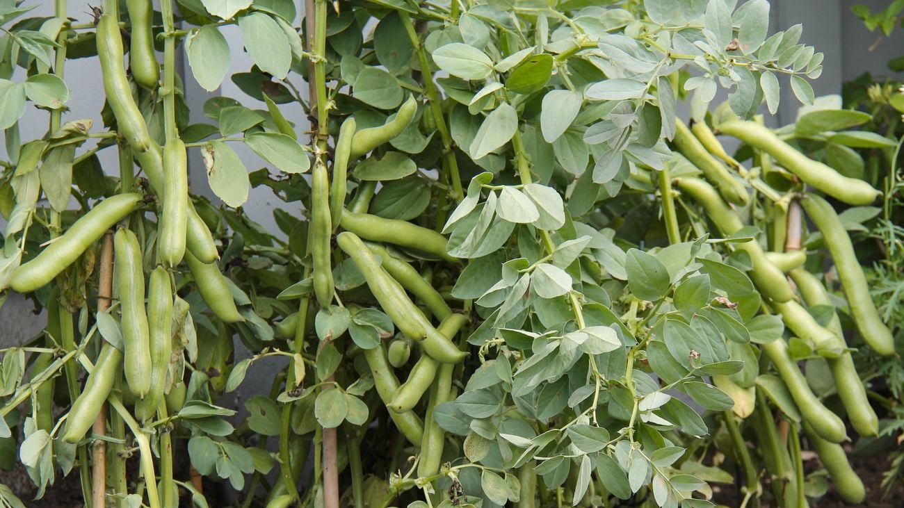 A crop of broad bean plants ready for harvesting