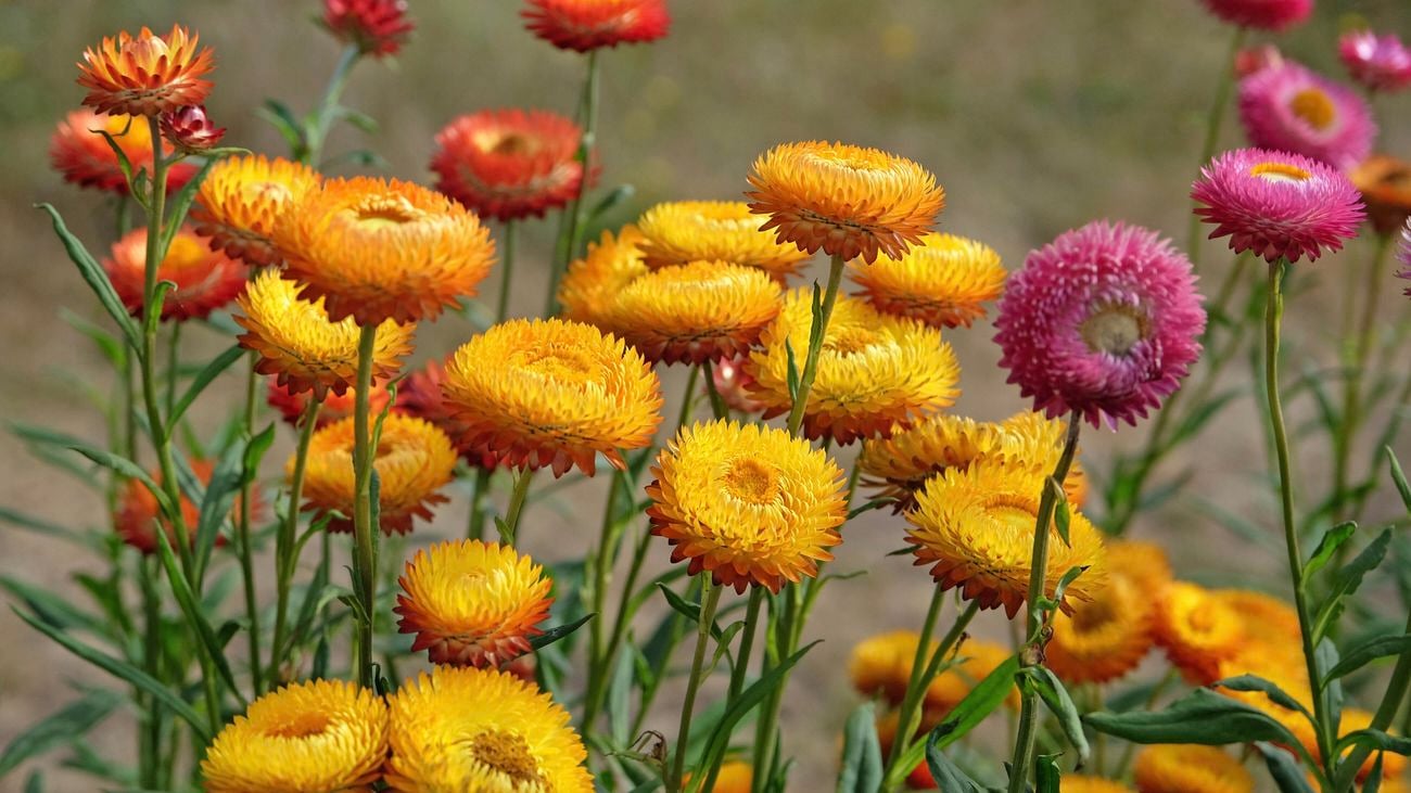 Vibrant yellow, orange and pink strawflowers.