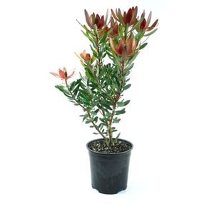 250mm Leucadendron Safari Sunset