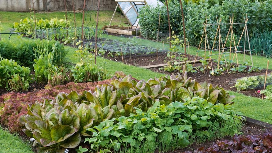 Outdoor garden beds with assorted vegetable