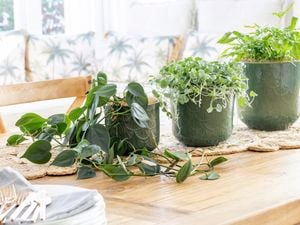 Why choose Borralheira Ceramic Pots