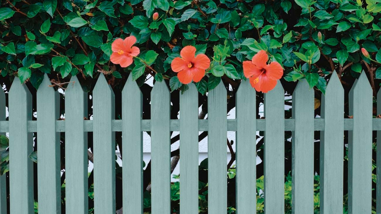 Espaliered crabapple trees growing in a garden bed, with a tall grey fence behind