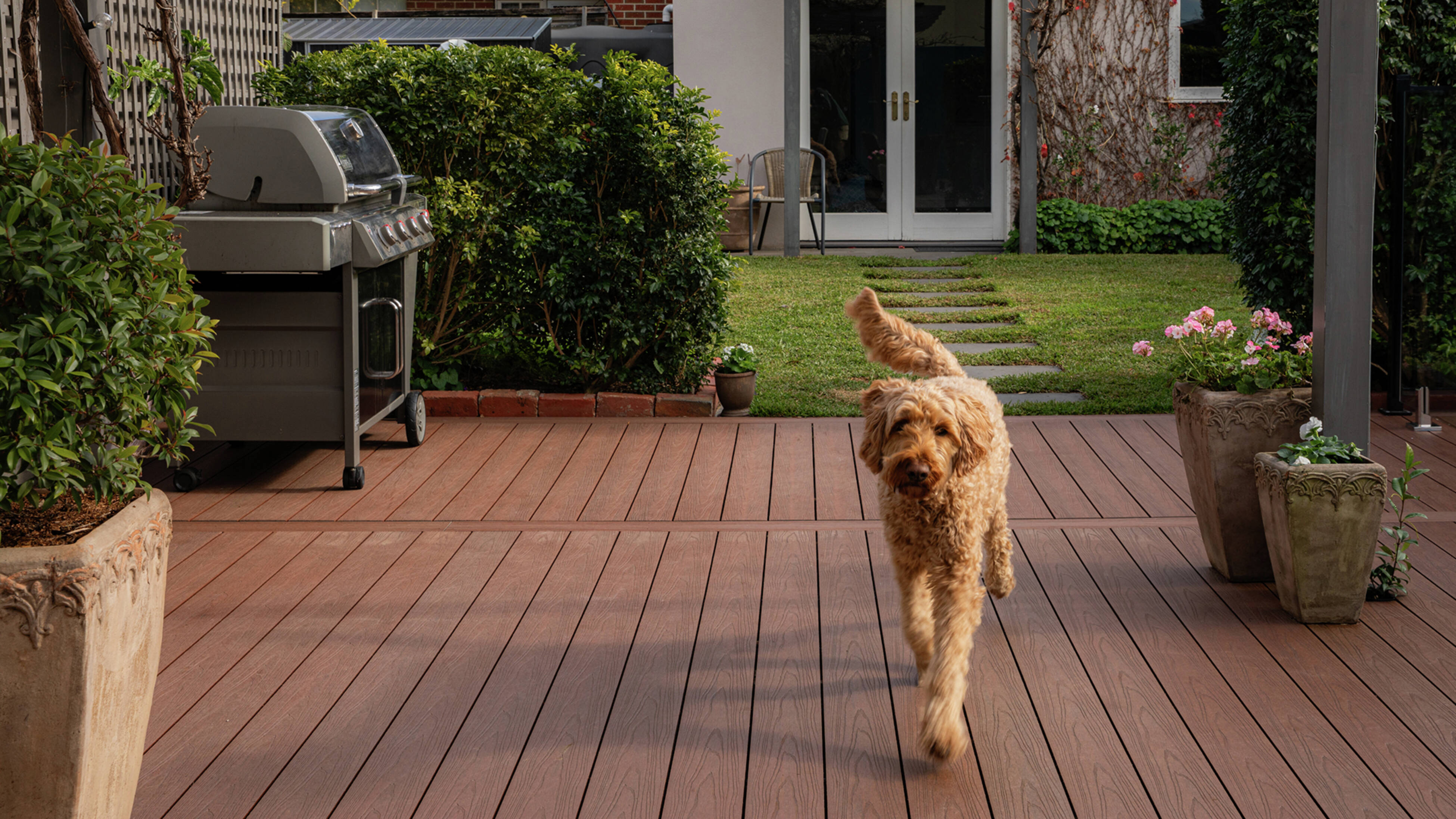 A golden dog walking across a timber deck, with a barbecue and a lawn in the background.