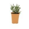 85mm Bright & Easy - Mesembryanthemum Orange